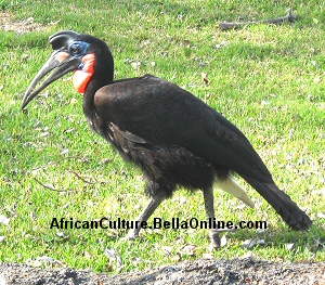 Abyssinian Ground Hornbill