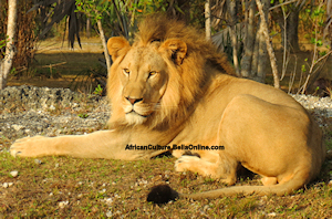 African Lion