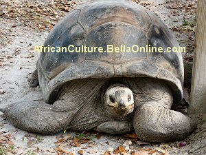 Aldabran Giant Tortoise