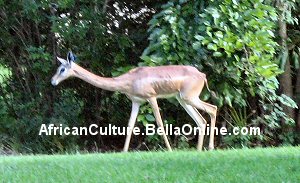 Gerenuk