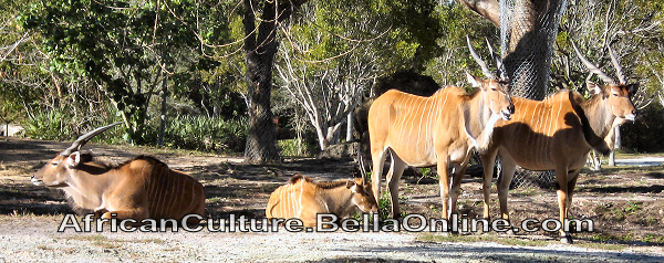 Giant Eland