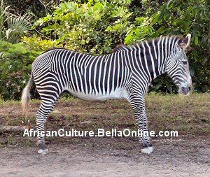 Grevy's Zebra