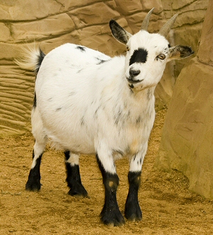 African Goat