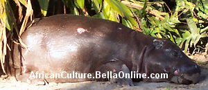 Pygmy Hippopotamus