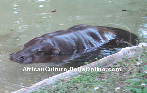 Pygmy Hippopotamus