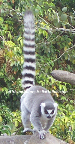 african lemur