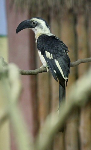 Von der Decken's Hornbill