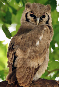 African Milky Eagle Owl