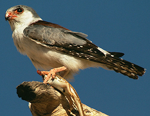 african pygmy falcon adult