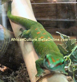 Madagascar Giant Day Gecko