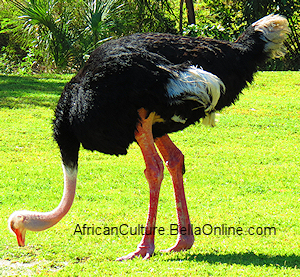 Ostrich