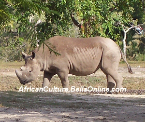 Black Rhino