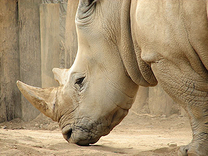 white Rhino