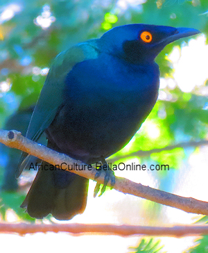 Splendid Glossy-Starling